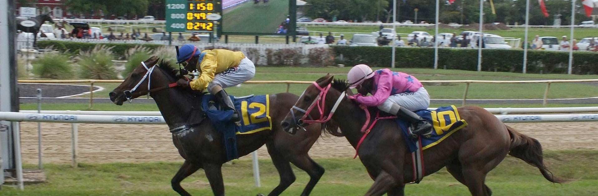 The Garrison Savannah Barbados Historic Horse Racing Track the-garrison-savannah-barbados-historic-horse-racing-track