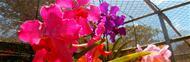 Monde d'orchidées et jardin de fleurs tropicales