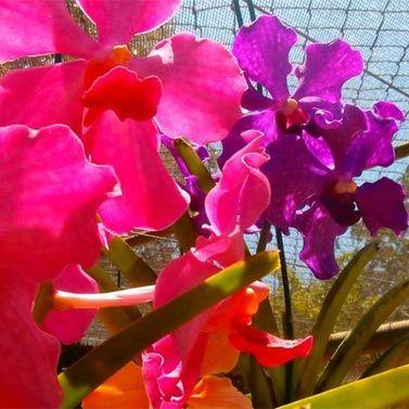 Orchid World & Tropical Flower Garden