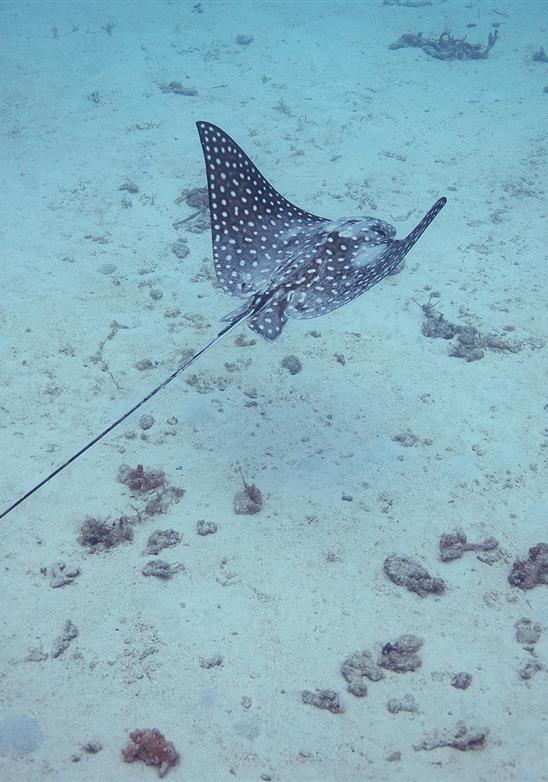 Barbados - Bellezza caraibica con incredibile diversità