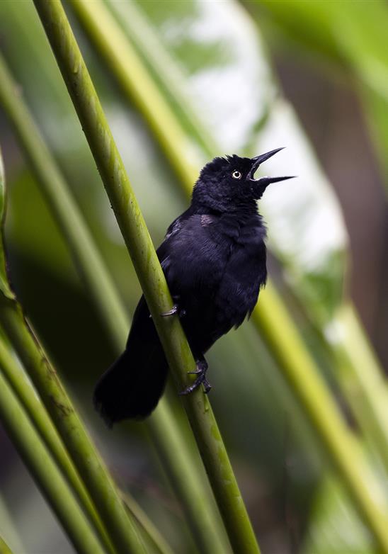 Fuga selvagem: a flora e a fauna de Barbados