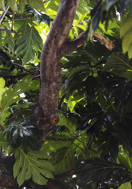 Construyendo una Barbados más verde