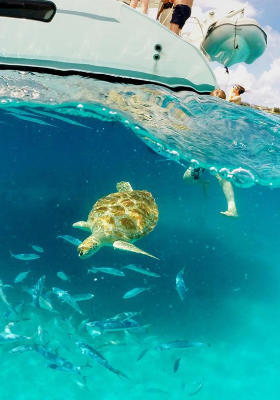 Un refugio para la observación de tortugas