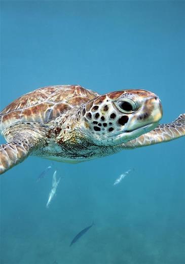 The Barbados Sea Turtle