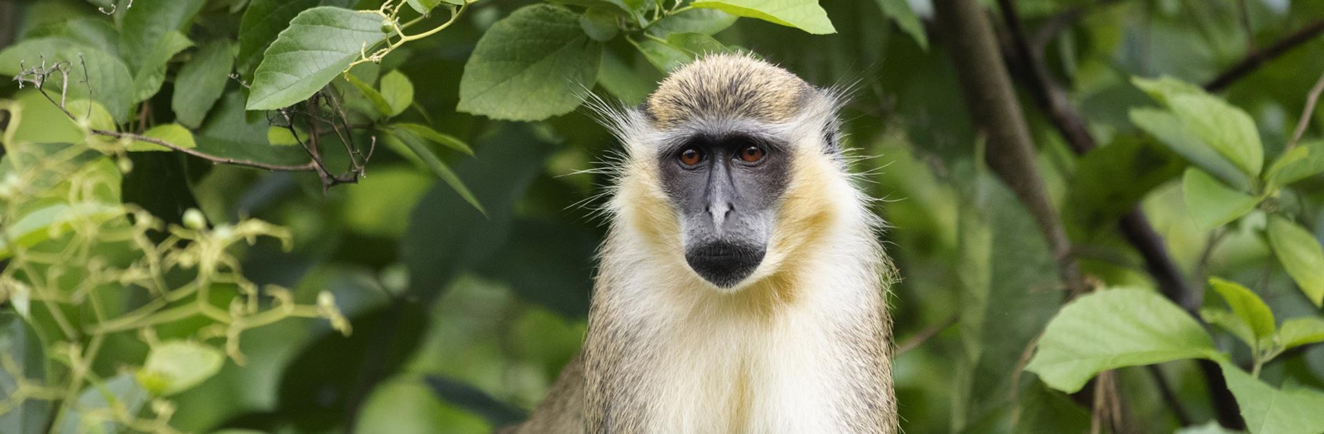 Entdecken Sie Wild Escape Die Flora Und Fauna Von Barbados Besuchen Sie Barbados
