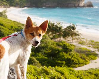 Clínica de cuidado de animais domésticos